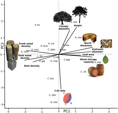 Functional traits above and below ground allow species with distinct ecological strategies to coexist in the largest seasonally dry tropical forest in the Americas